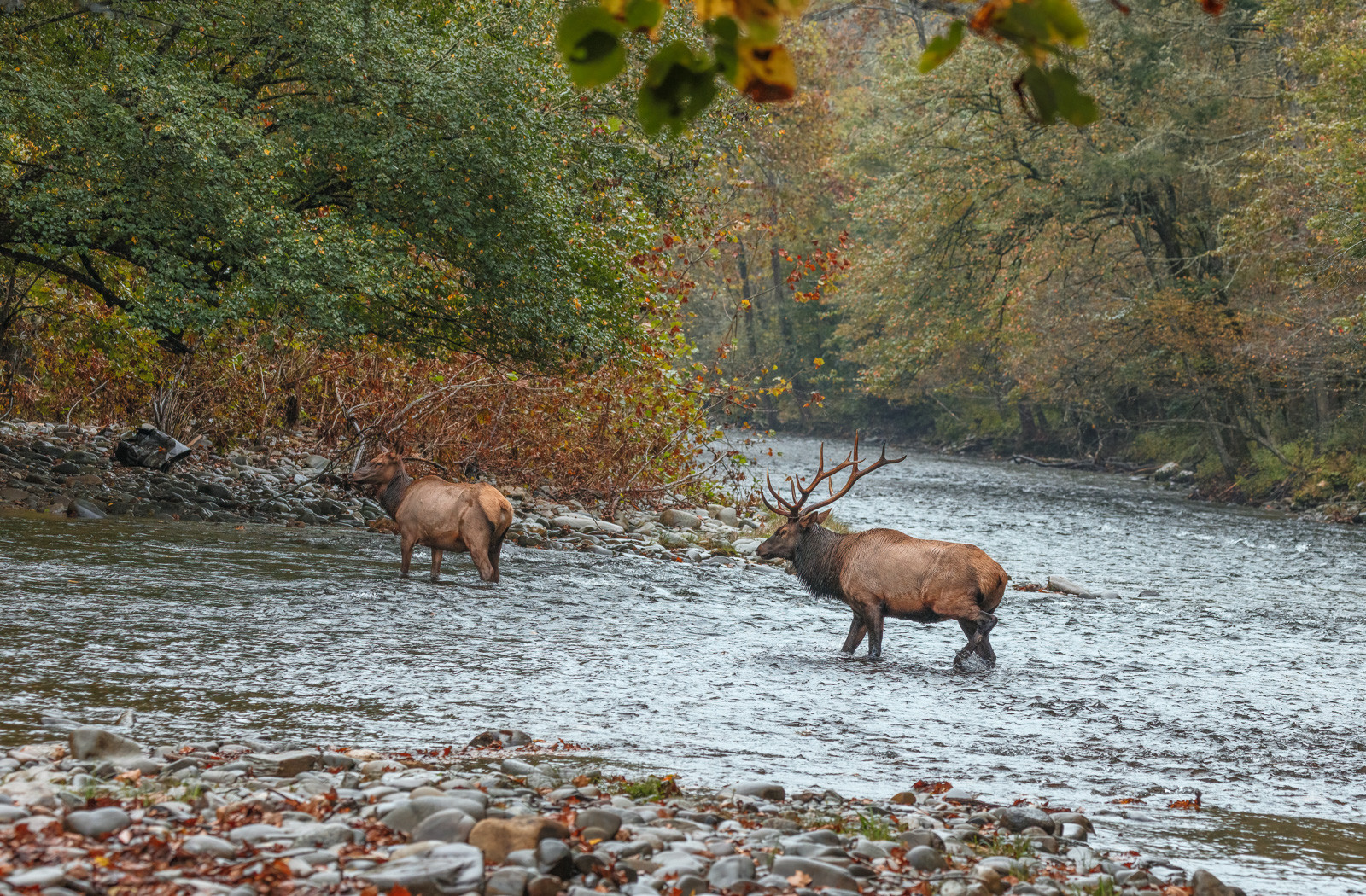 ELK-Crossing.jpg