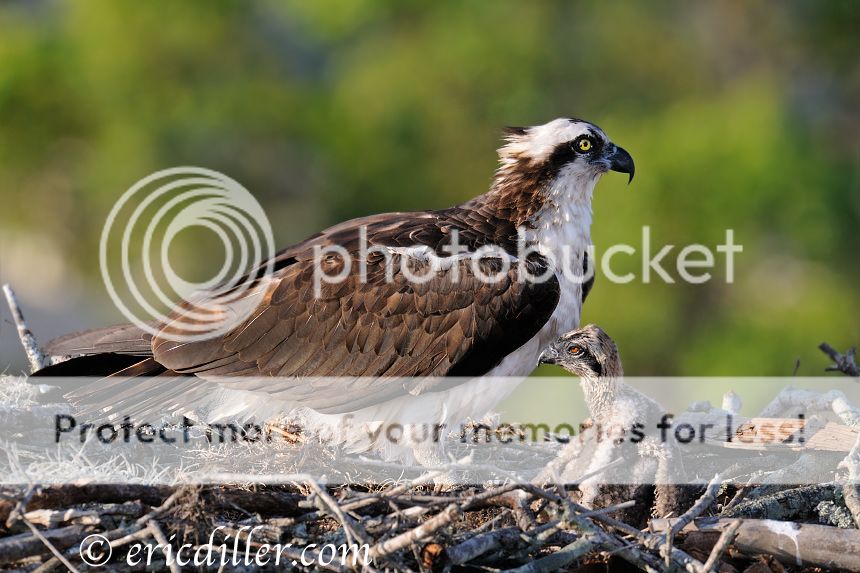 _ECD4653-copy860.jpg