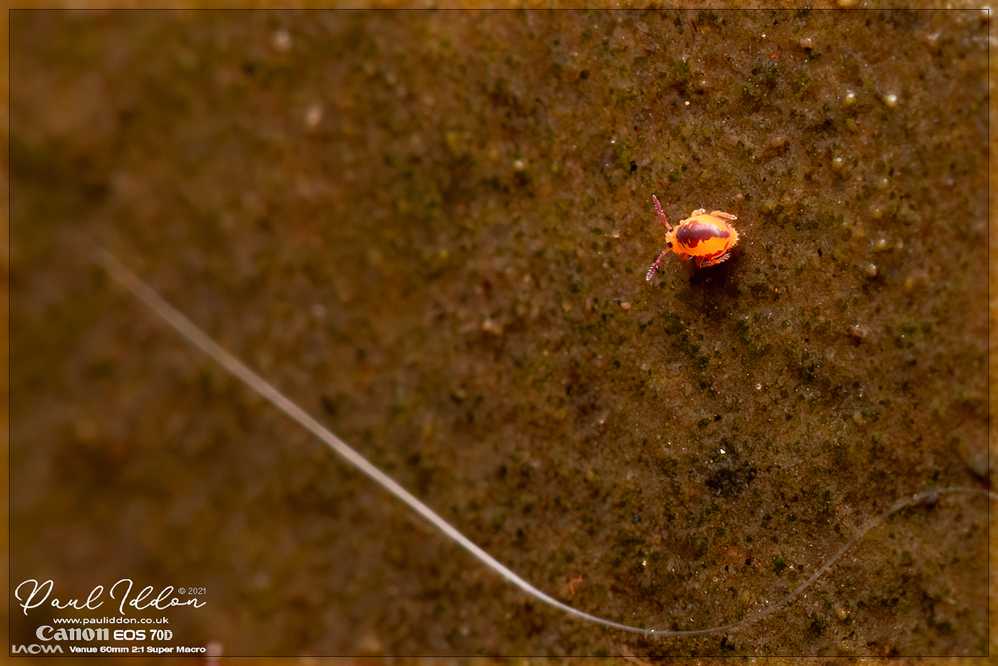 Pondspringtail3_1400.jpg