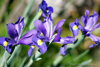 _I6E9347irises400.jpg