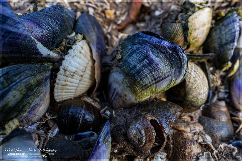 shells_c_4k-XL.jpg