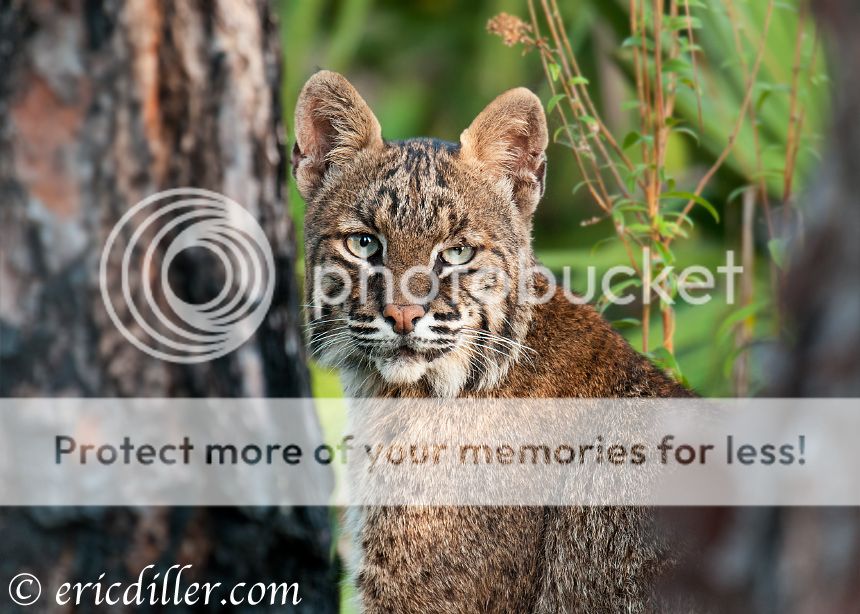 _ECD3304-copy860.jpg