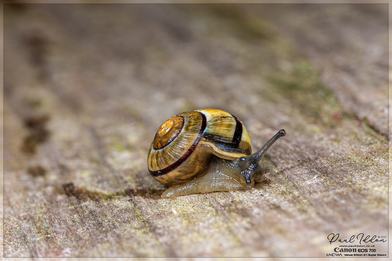 snailonwood_4k_1800-X3.jpg