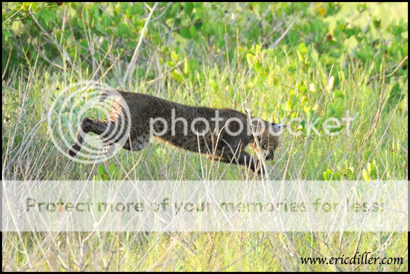 PIC_9252copy.jpg