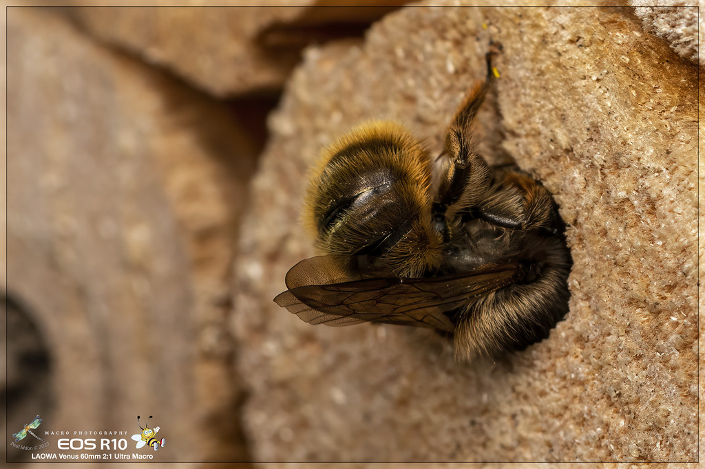 Red_Mason_Bee_c-XL.jpg