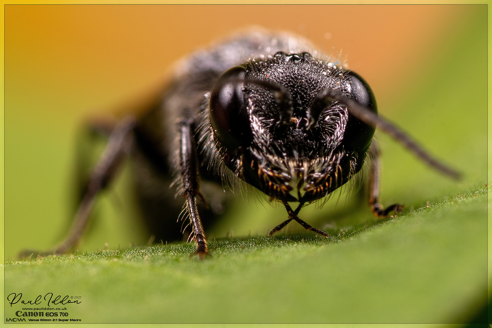 winged09_4k_1800-X3.jpg