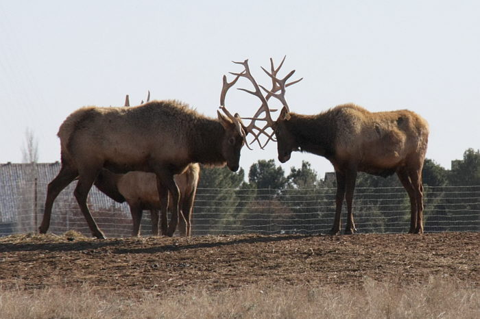 Elk_F30841-01-S700.jpg