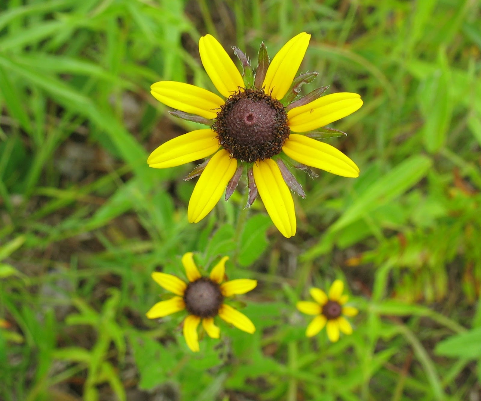 rudbeckia%20hirta%208-petal.jpg