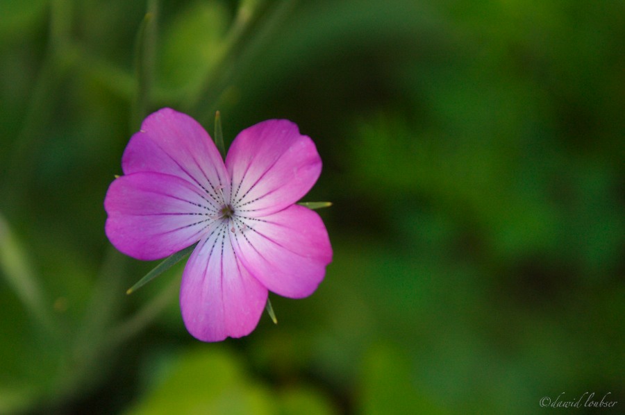 Pink_and_Green_by_philosomatographer.jpg