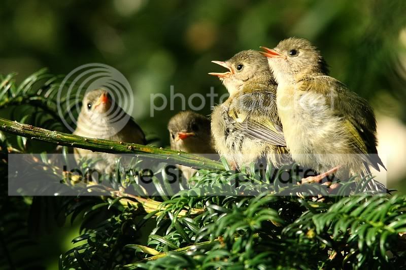 Goldcrest_6w.jpg