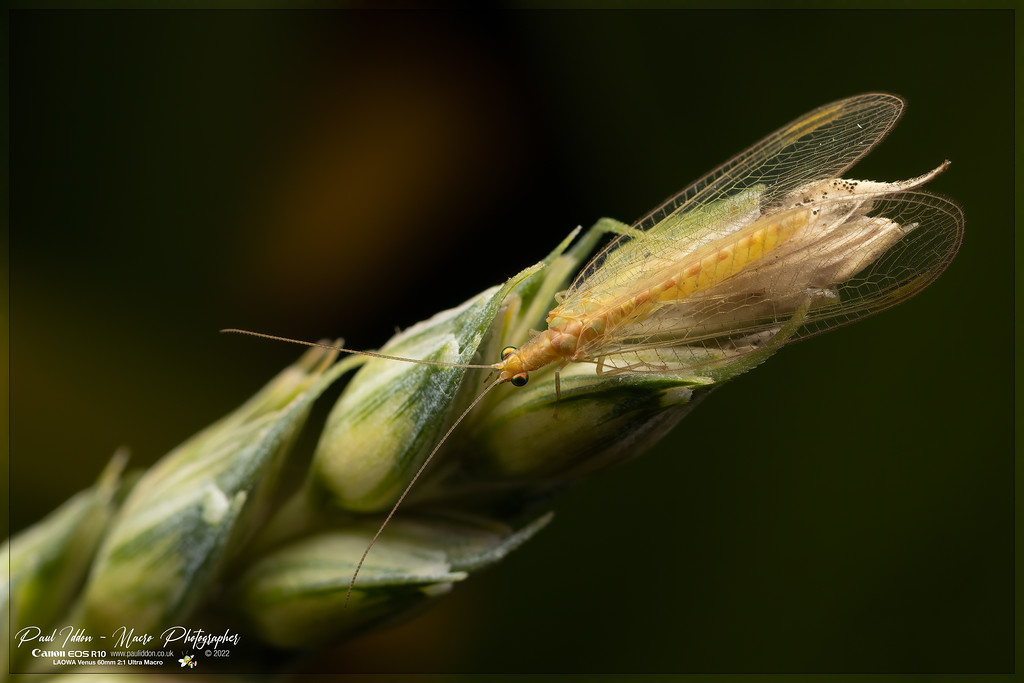 lacewing_b_1800-XL.jpg