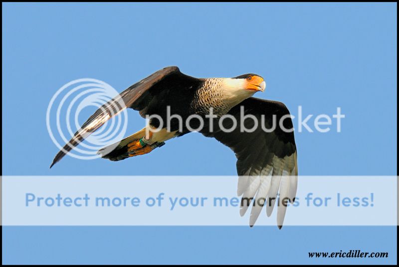 PIC_7553copy.jpg