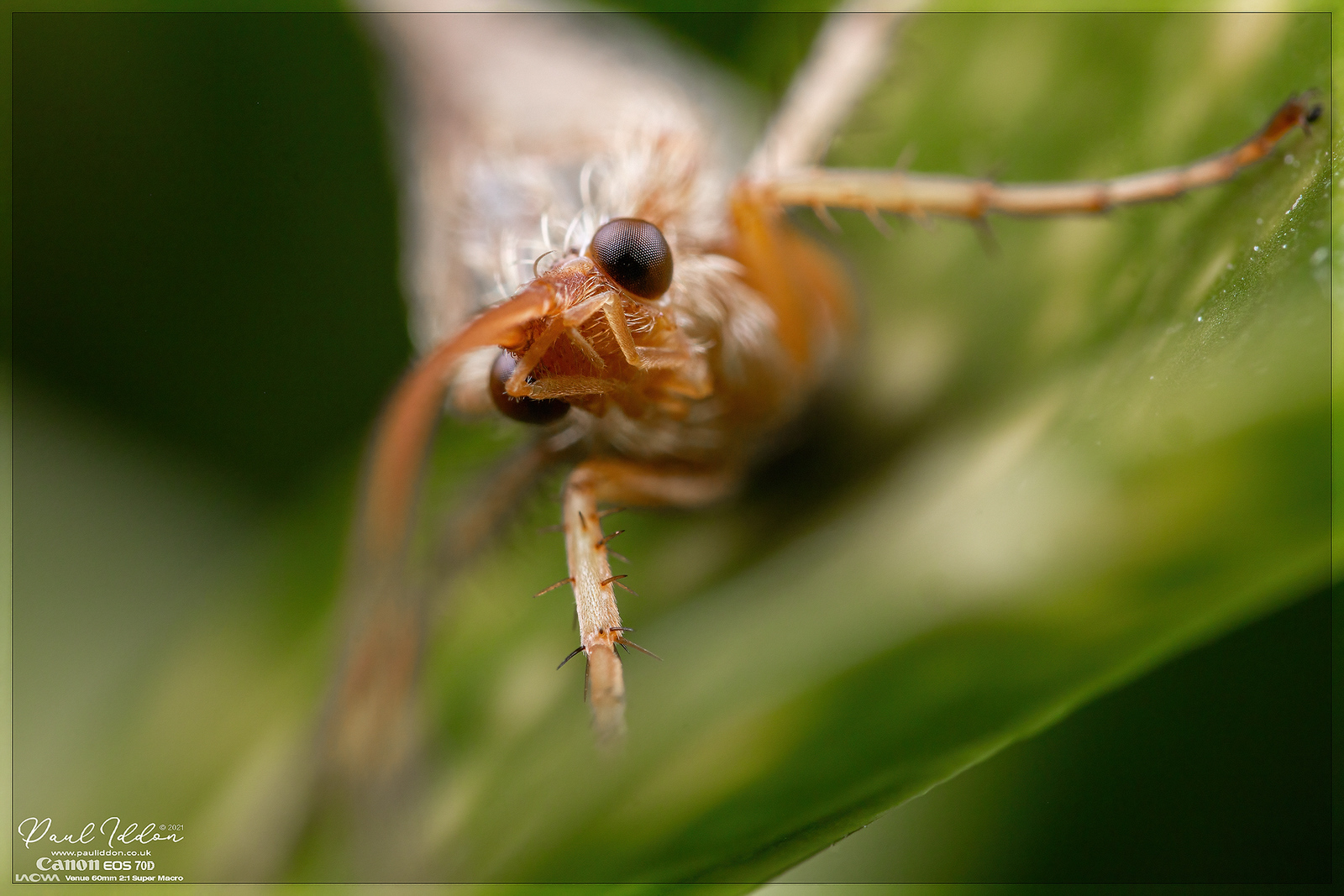 new_wing6_4k_1800-X3.jpg