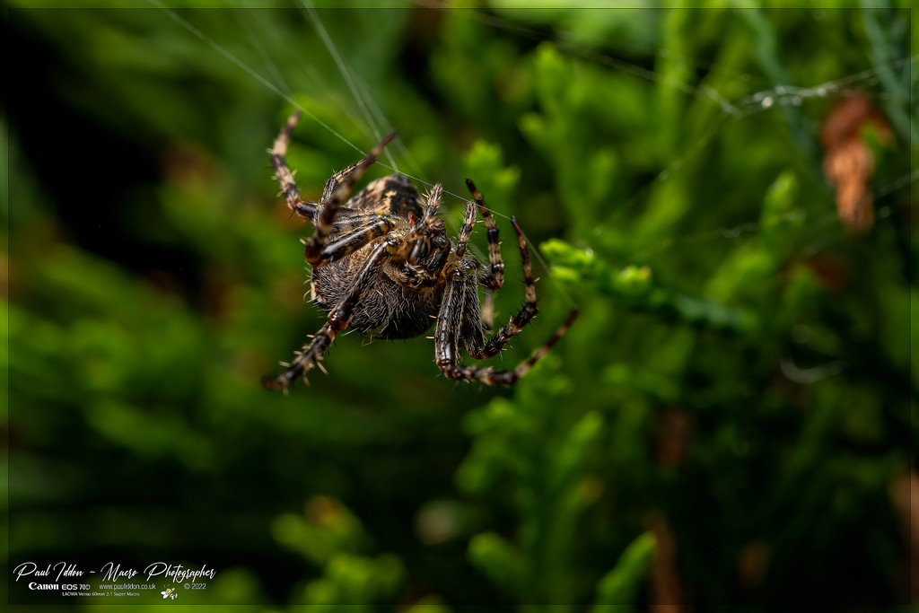 garden_a_4k_1800-XL.jpg