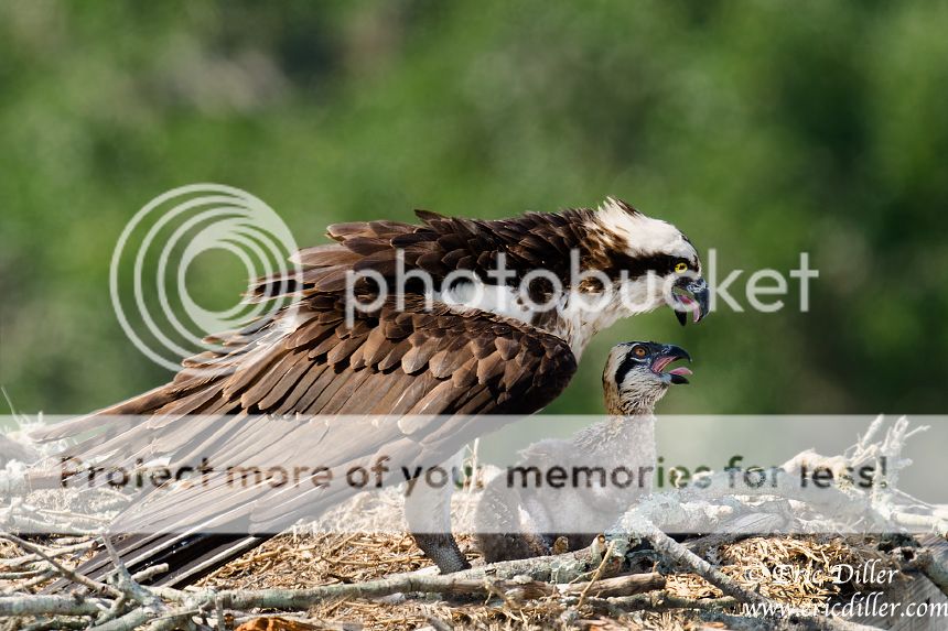 _ECD3316-copy860.jpg