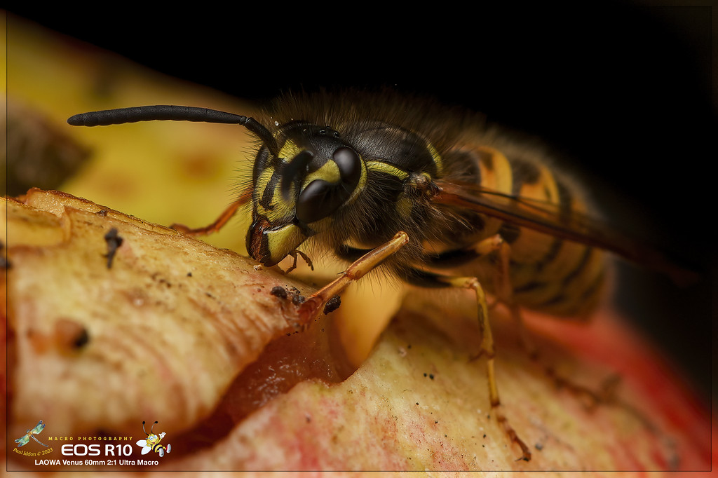 wasp_08_b-XL.jpg