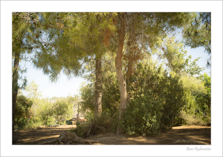 park.jpg