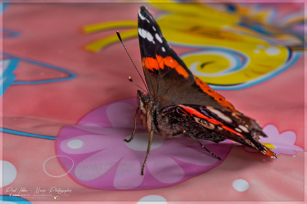 Red_Admiral_a_4k_1800-XL.jpg