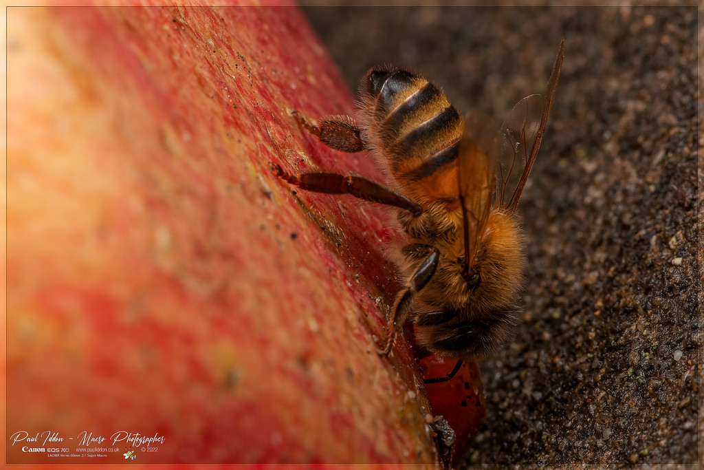 beeapple_c_4k_1800-XL.jpg