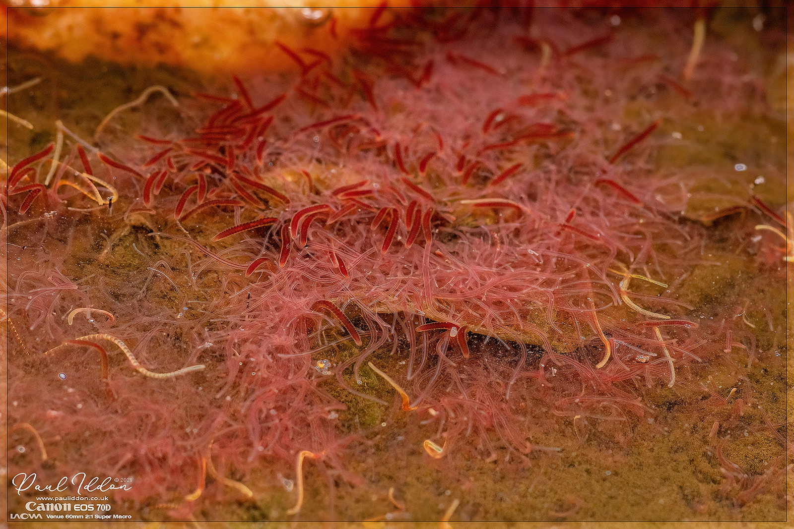 wormsies2_4k_1800-X3.jpg