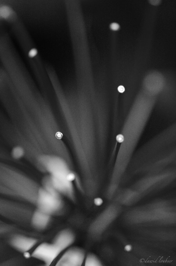 Fibre_Optik_by_philosomatographer.jpg