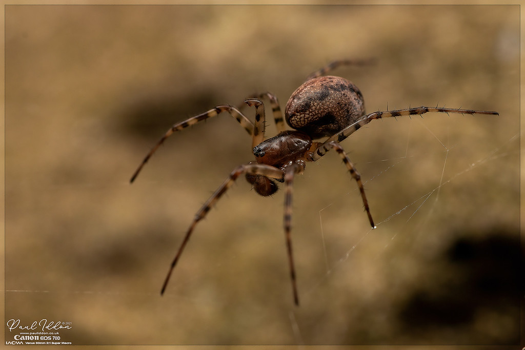 malespiderfence02_4k_1800-XL.jpg