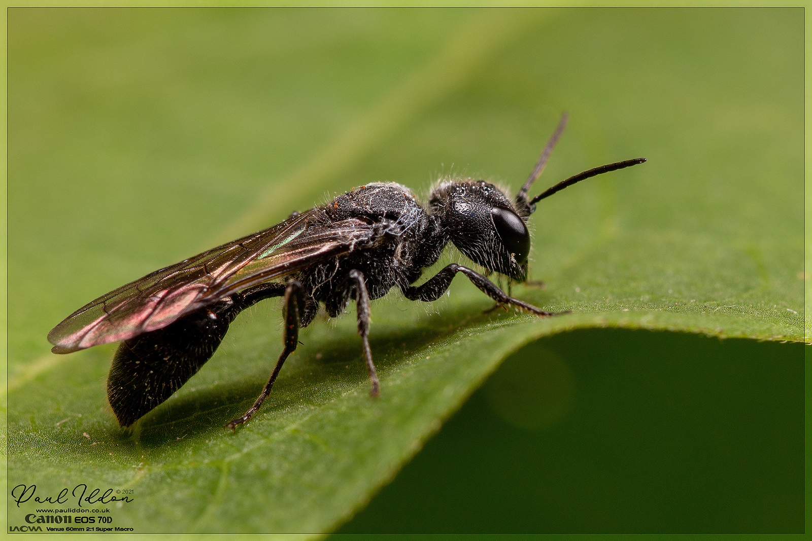 winged01_4k_1800-X3.jpg