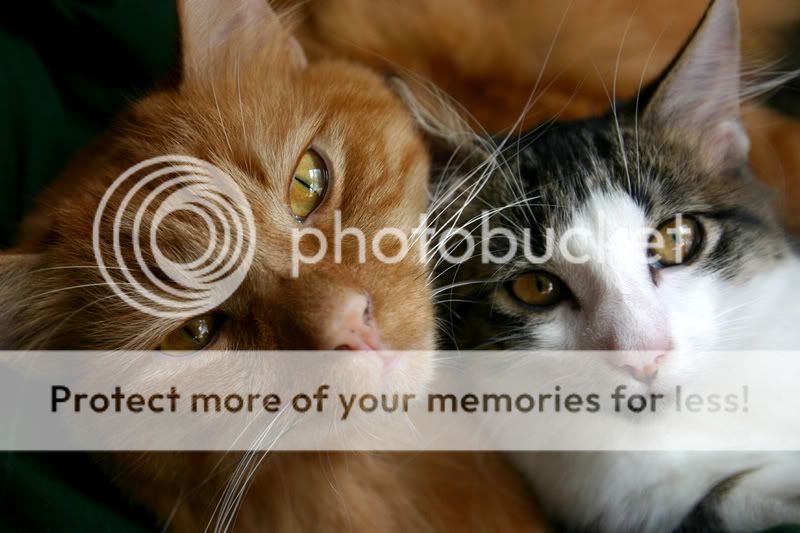 ourcats.jpg