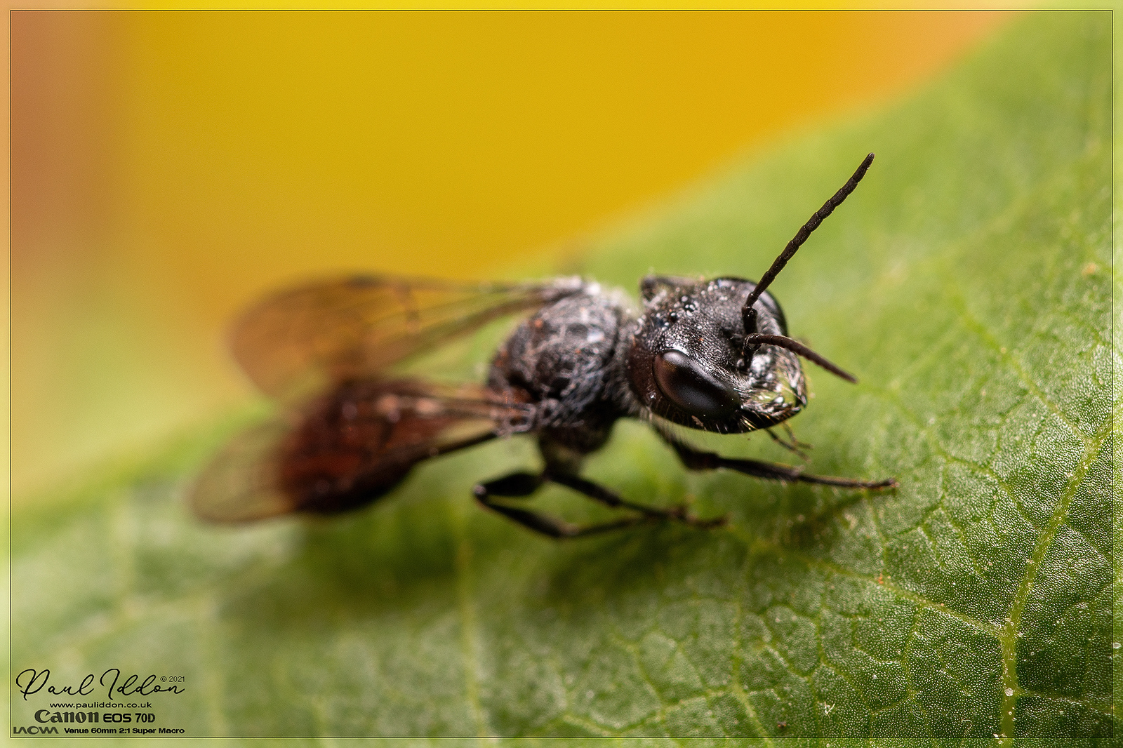 winged00_4k_1800-X3.jpg