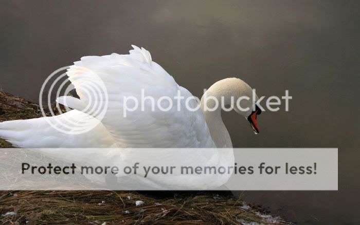 Swan-Dipping700px.jpg