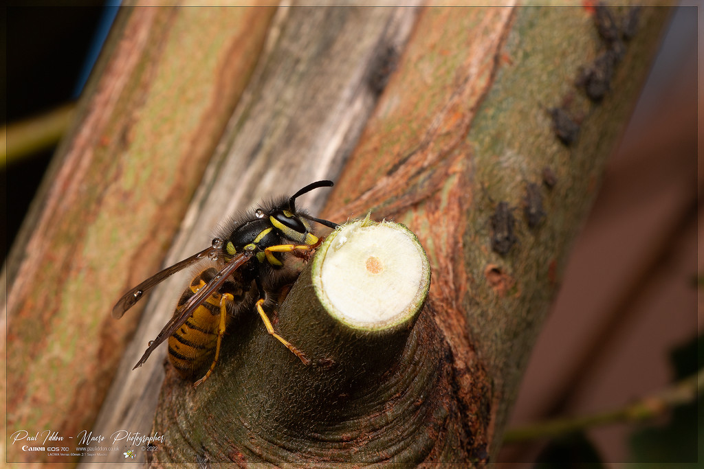 wasp_aphid_d_4k_1800-XL.jpg