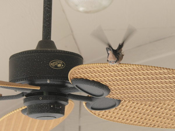 Barn_Swallows_F16162CR.jpg