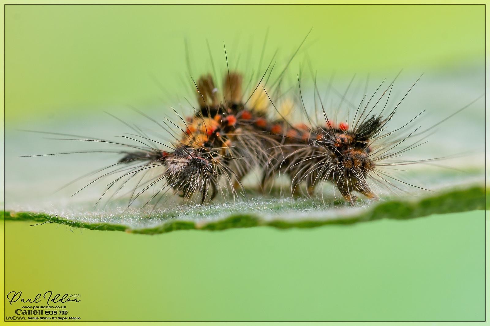salixcat_4k_1800-X3.jpg