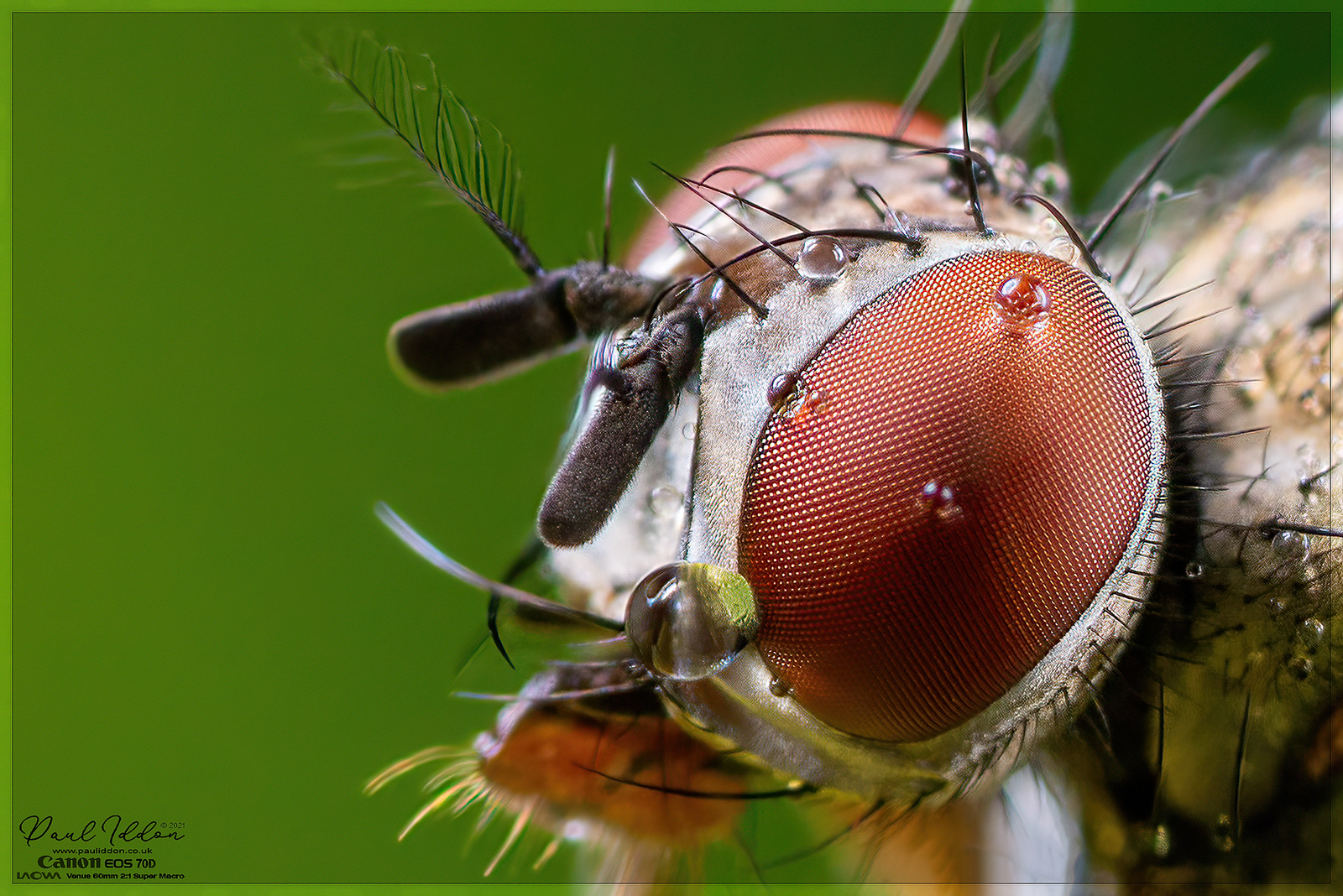 wetfly09_4k_1800-X3.jpg