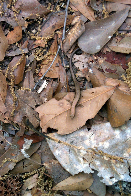 P0000085.JPG