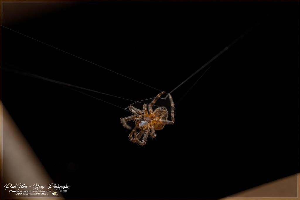 arachnid_feed_a_4k-XL.jpg