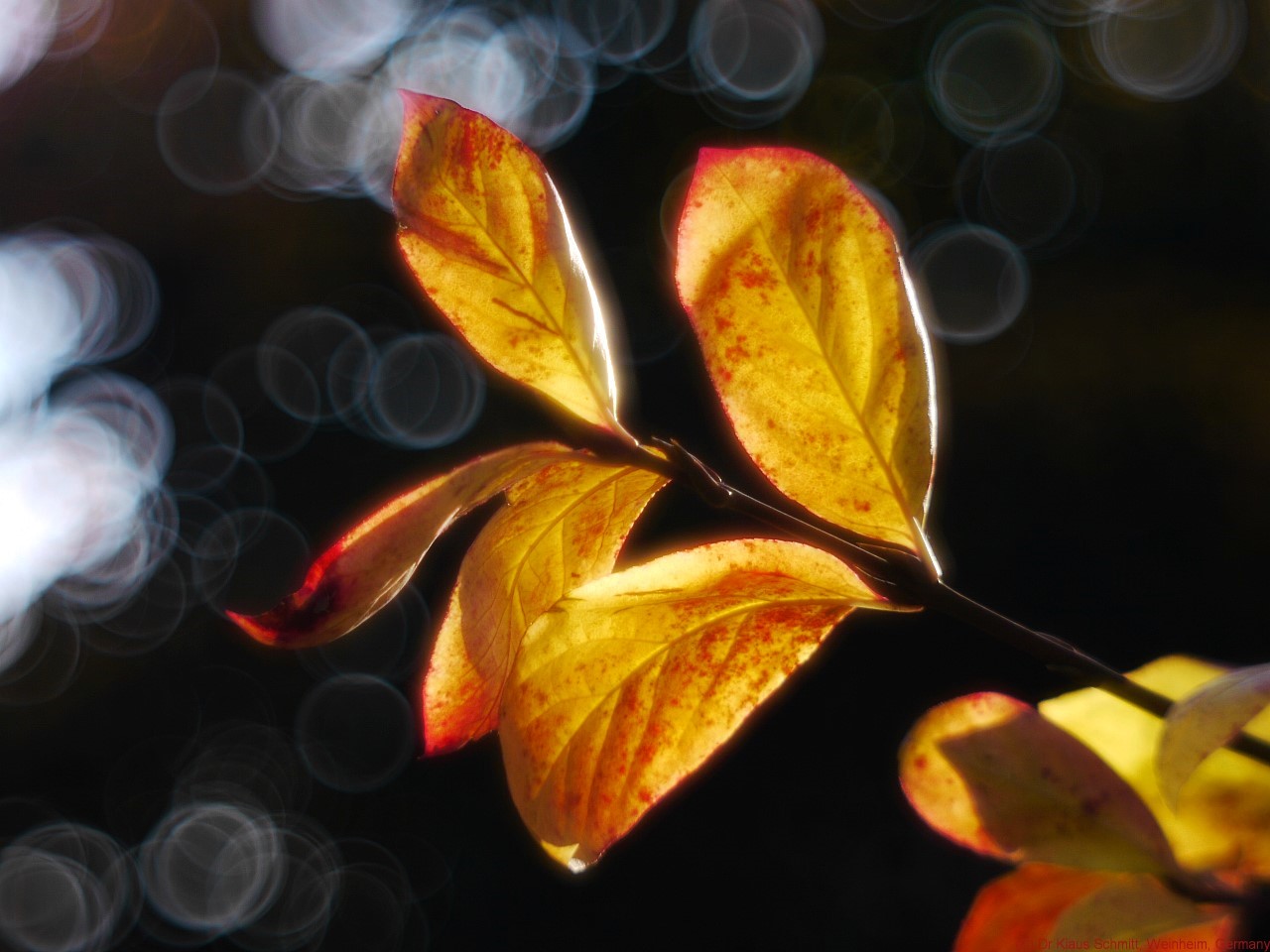 15169037953_627e798a02_o.jpg