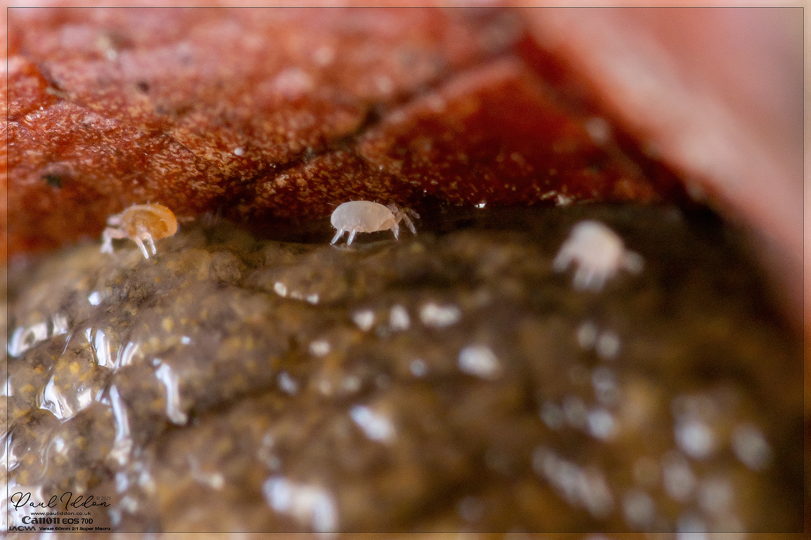 sluglife08_4k_1800-X3.jpg