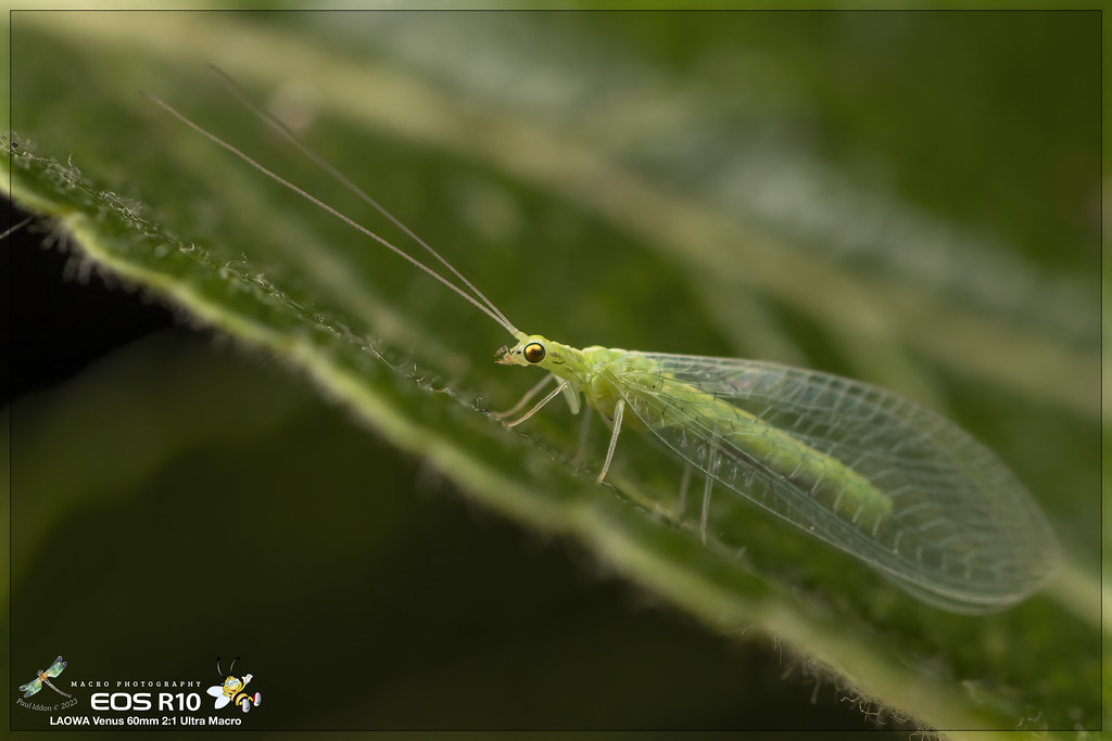 lacewing_apple_b-XL.jpg