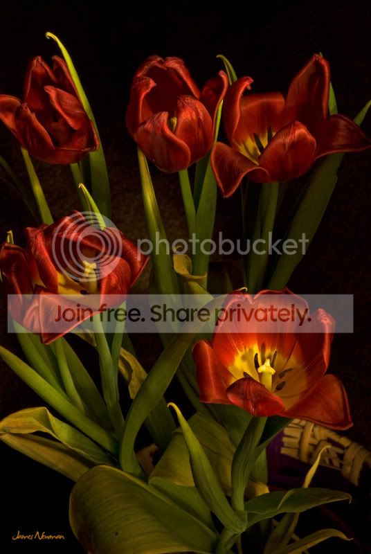 20080218_lightpainttulips_0970.jpg