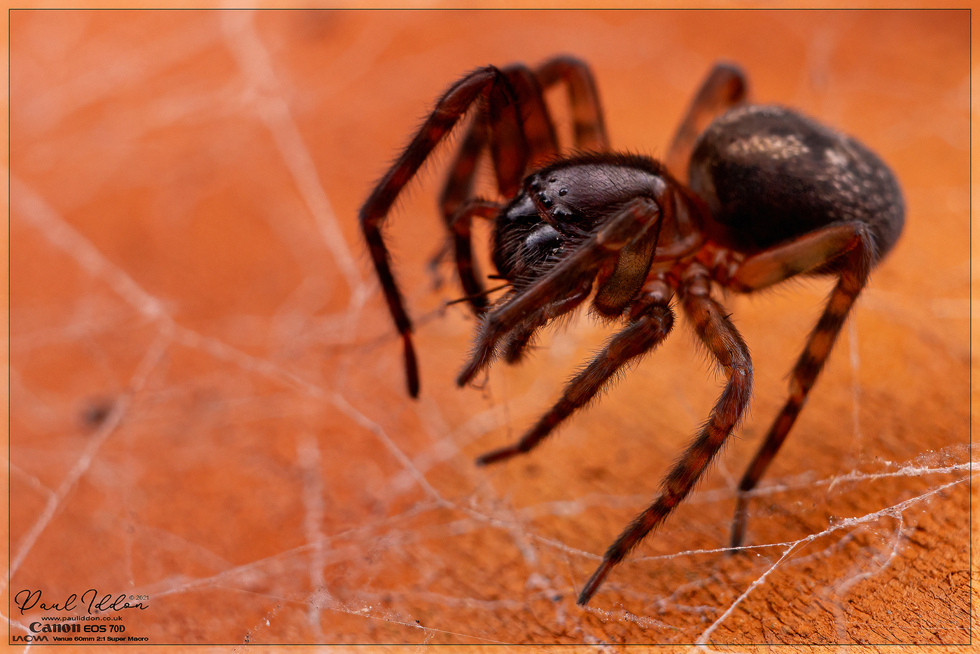 spidey1_1400.jpg