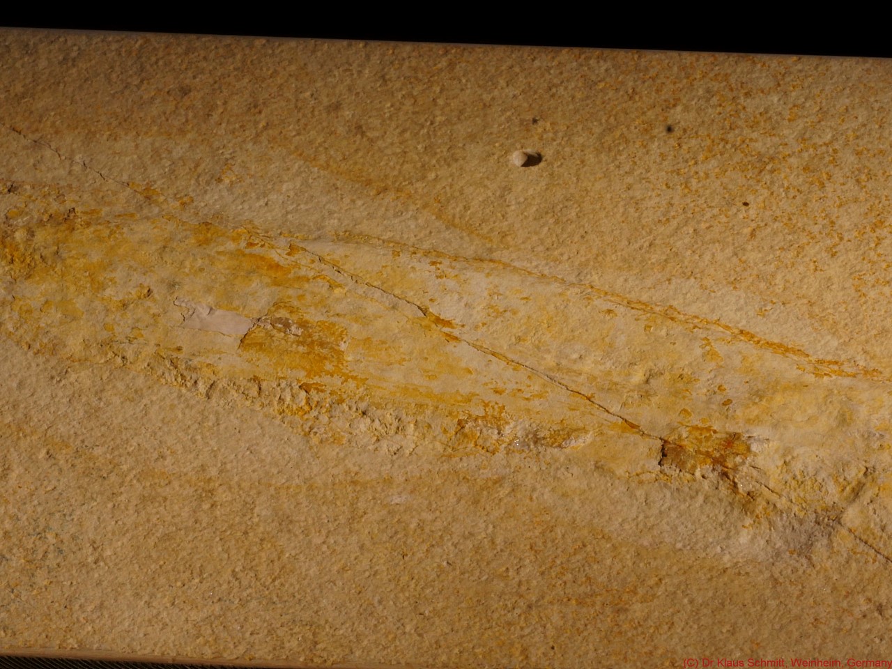 170662164.8CTX5dIW.Fossil_2020_VIS_P1790013_c.jpg