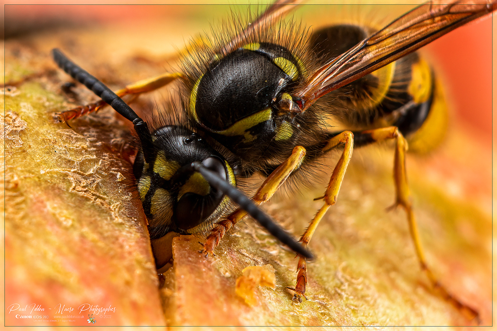 _eating_wasp_e_4k_1800-XL.jpg