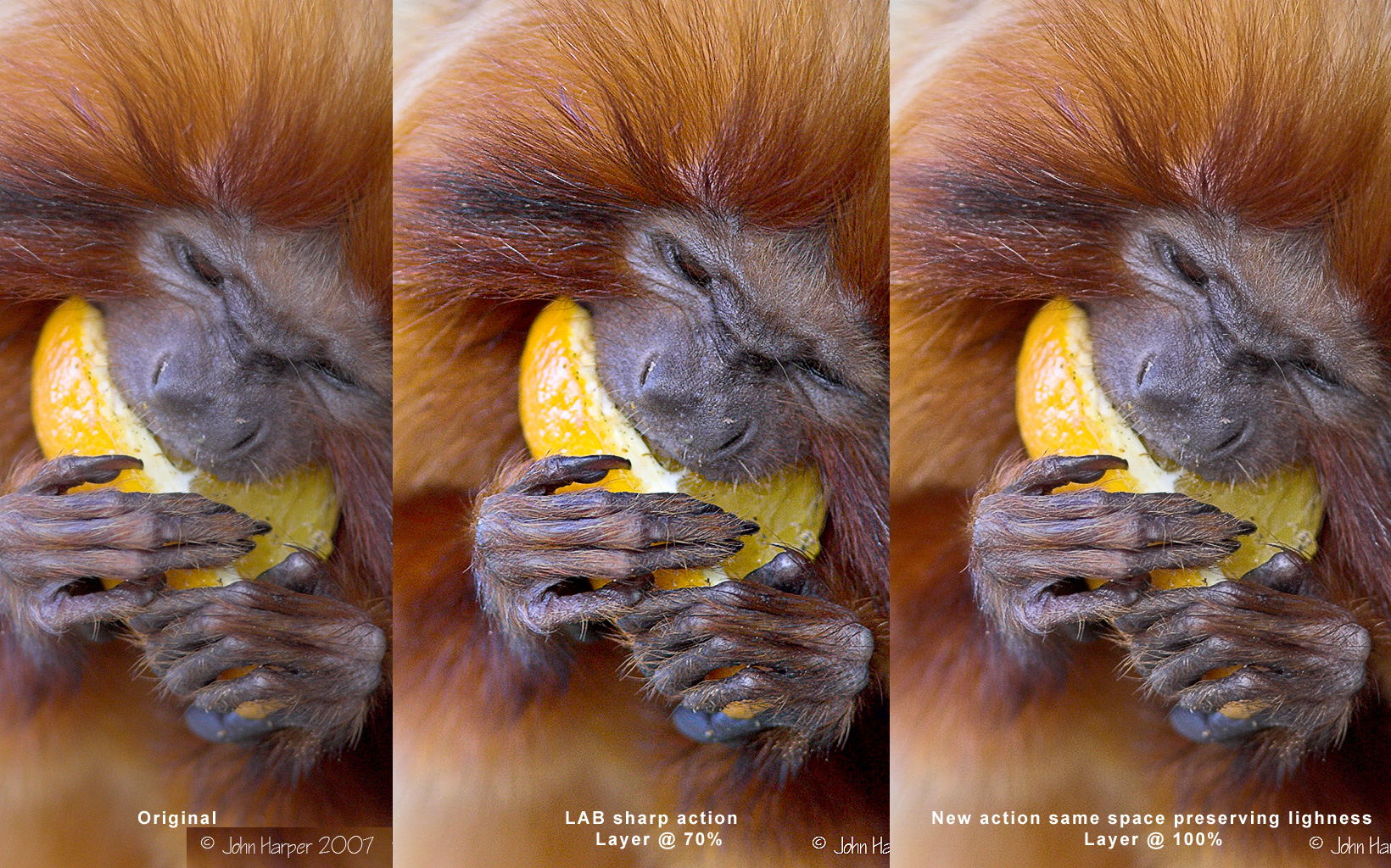 tamarin_Sharp.jpg