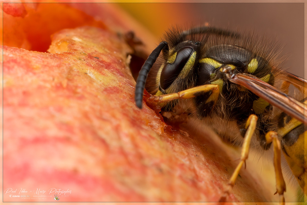 latest_wasp_d_4k_1800-XL.jpg