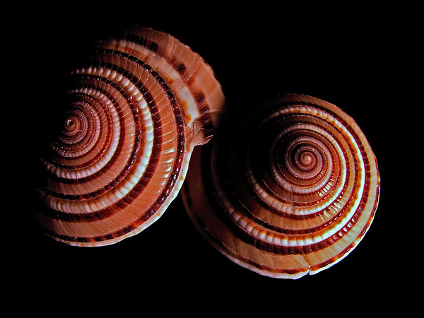 seashells%20%282%29-M.jpg