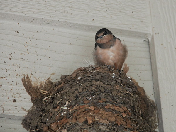 Barn_Swallows_F16086R.jpg