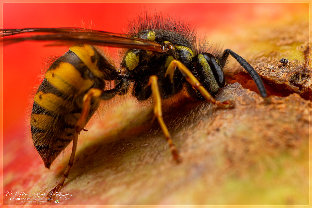 _eating_wasp_g_4k_1800-XL.jpg