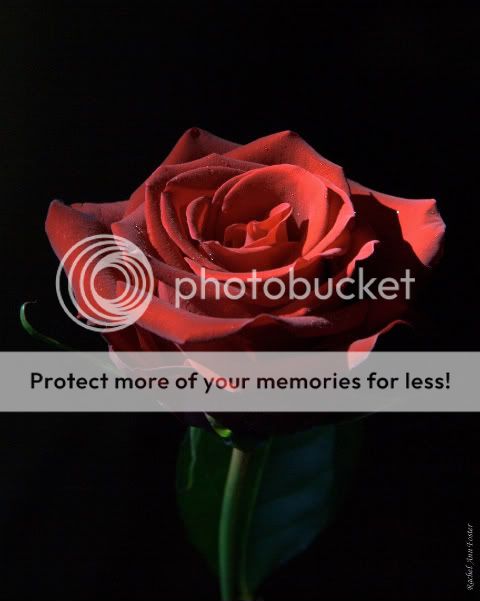 LorrainesRose.jpg