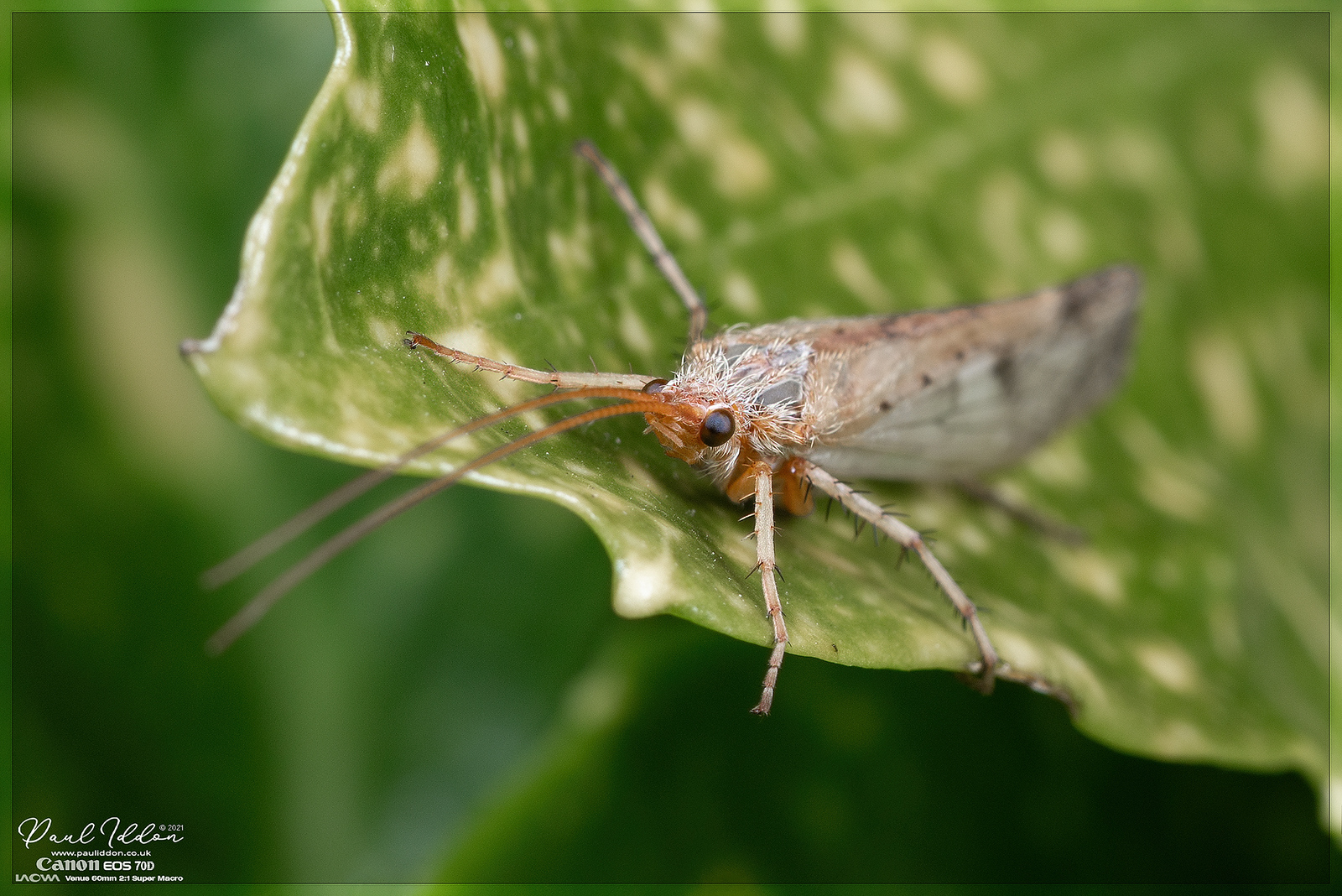 new_wing2_4k_1800-X3.jpg